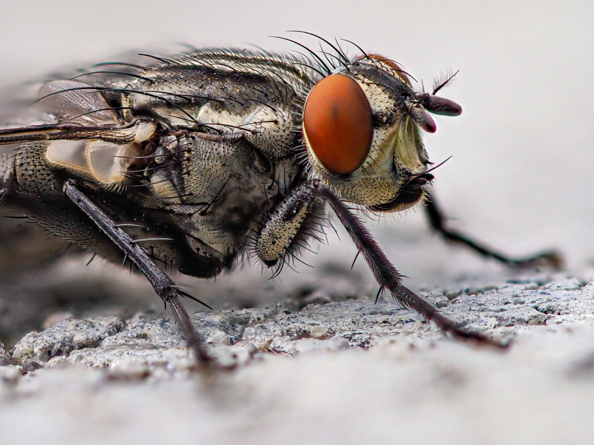 Preventing Cluster Flies Preventing Cluster Flies